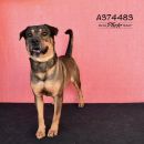 MILES's profile on Petfinder.com