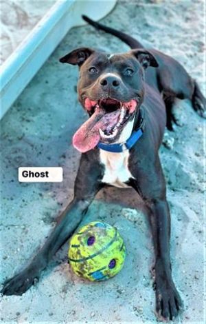 We aint afraid of no Ghost Look at those eyes Extremely sweet super playful and very adorable 