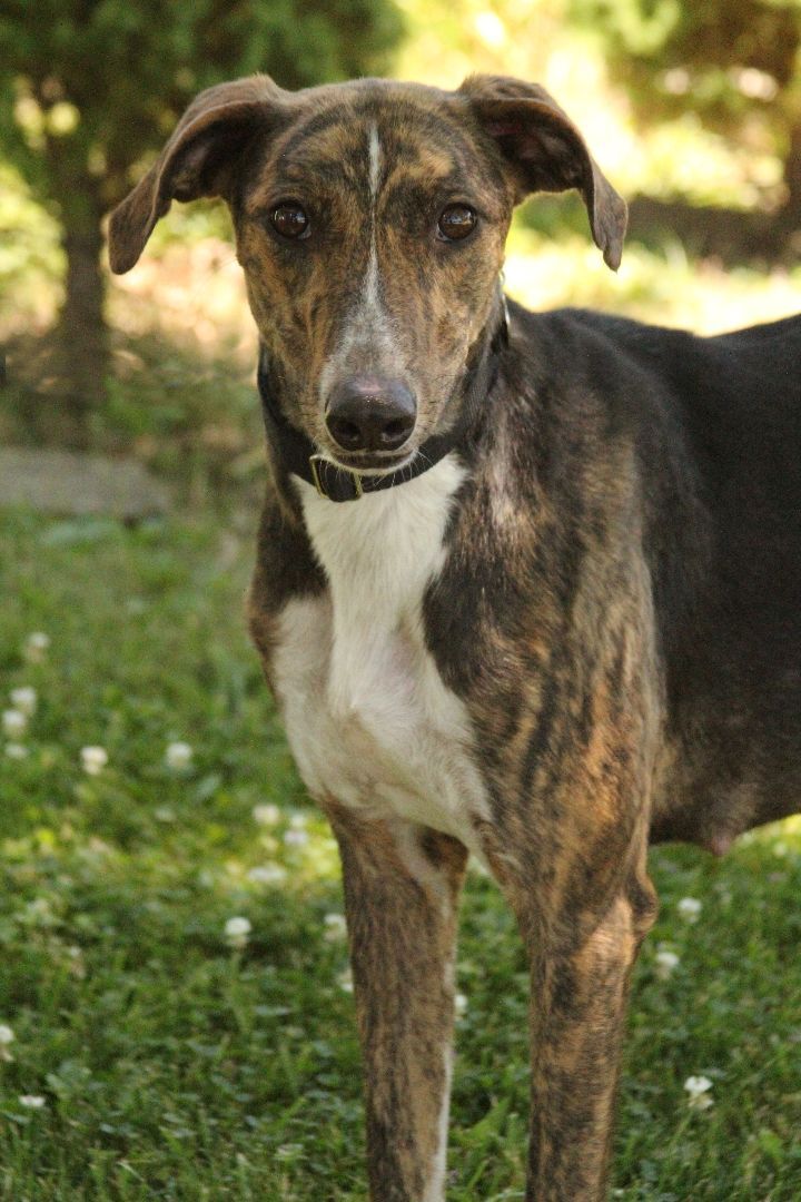 Tina , an adoptable Greyhound in Goshen, IN, 46526 | Photo Image 2