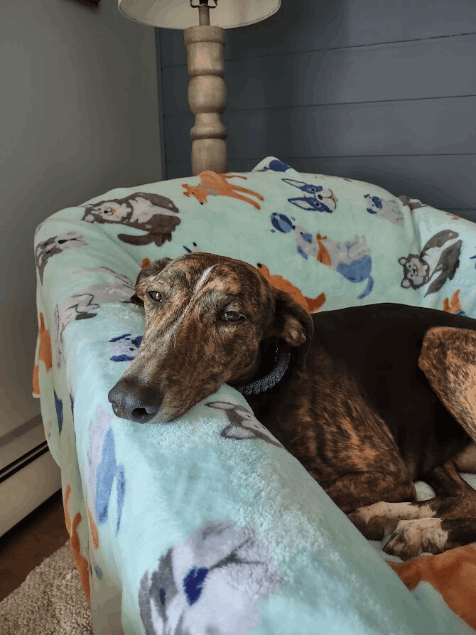 Tina , an adoptable Greyhound in Goshen, IN, 46526 | Photo Image 1