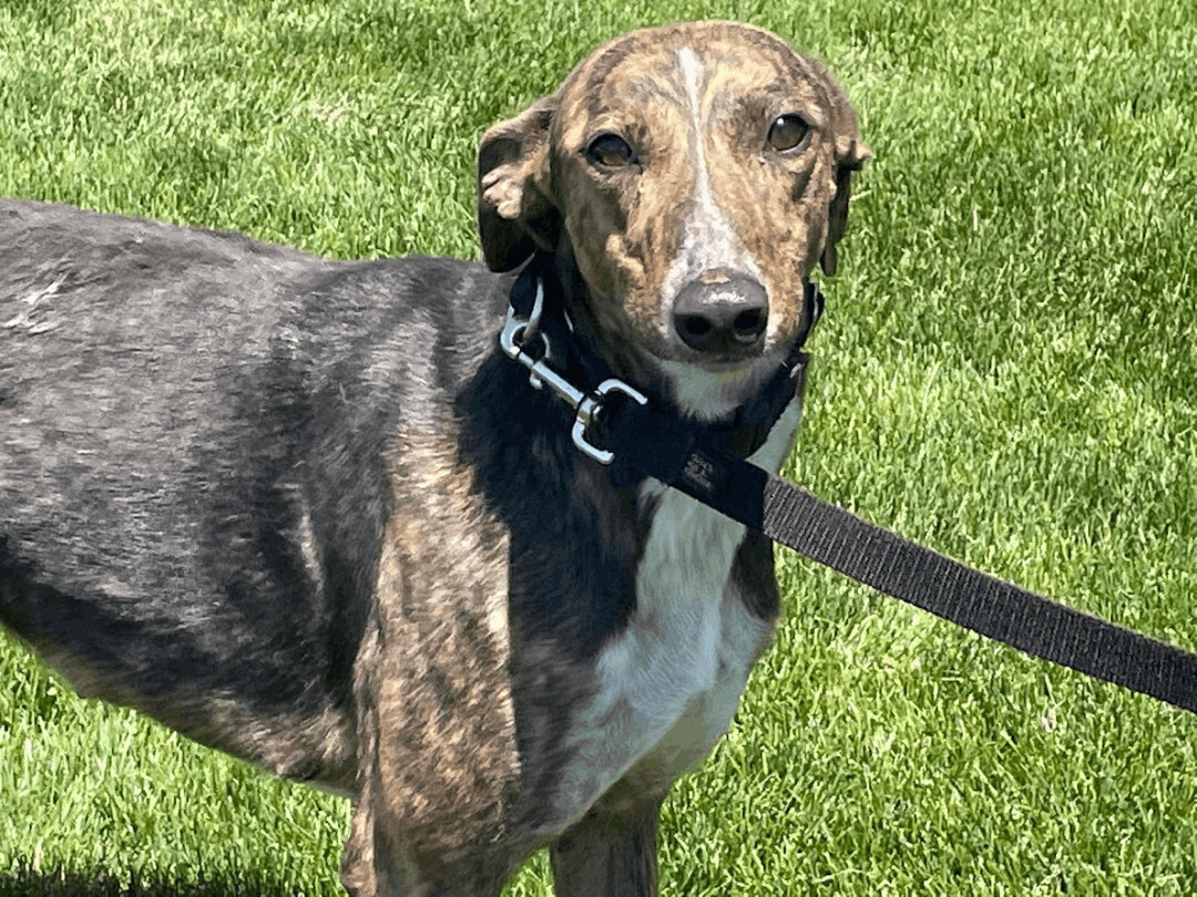Tina , an adoptable Greyhound in Goshen, IN, 46526 | Photo Image 3