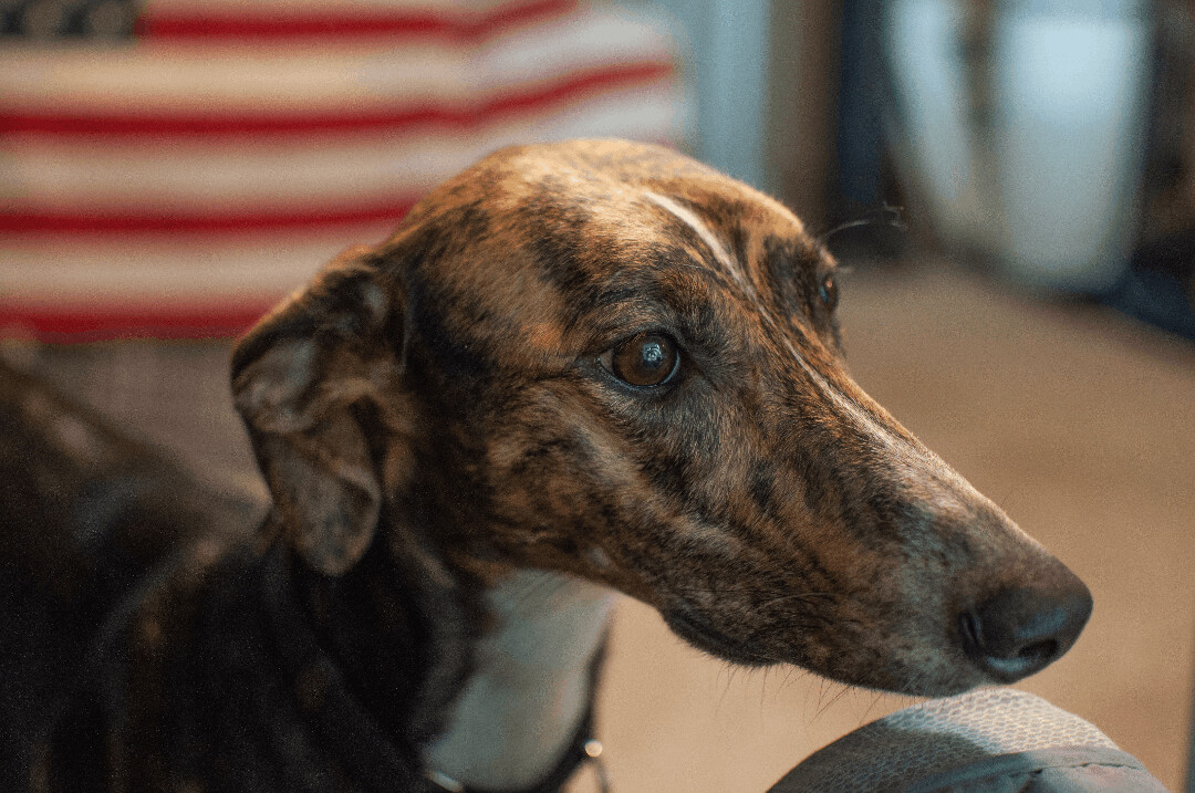 Tina , an adoptable Greyhound in Goshen, IN, 46526 | Photo Image 4