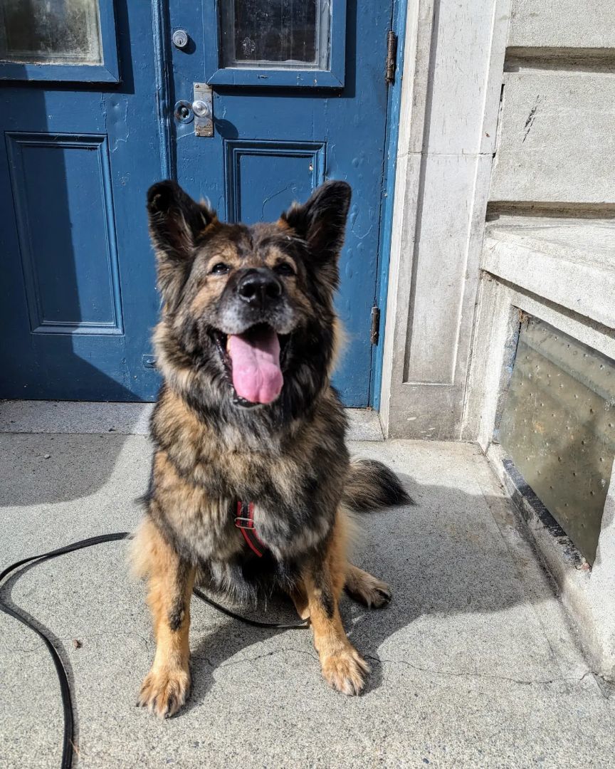 Maddie, an adoptable German Shepherd Dog in Coquitlam, BC, V3C 3T5 | Photo Image 2