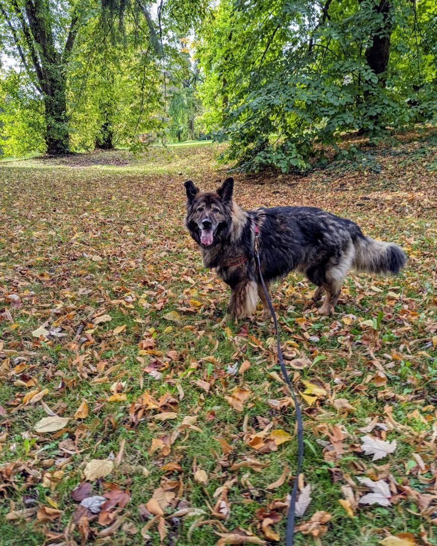 Maddie, an adoptable German Shepherd Dog in Coquitlam, BC, V3C 3T5 | Photo Image 3