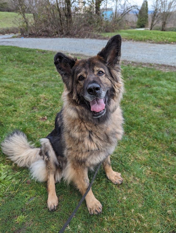 Maddie, an adoptable German Shepherd Dog in Coquitlam, BC, V3C 3T5 | Photo Image 4