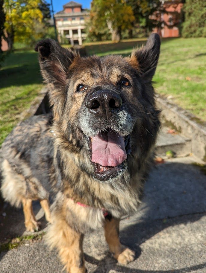 Maddie, an adoptable German Shepherd Dog in Coquitlam, BC, V3C 3T5 | Photo Image 5