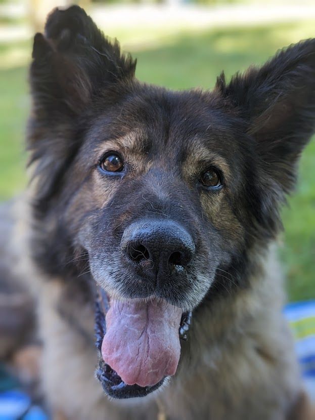 Maddie, an adoptable German Shepherd Dog in Coquitlam, BC, V3C 3T5 | Photo Image 1