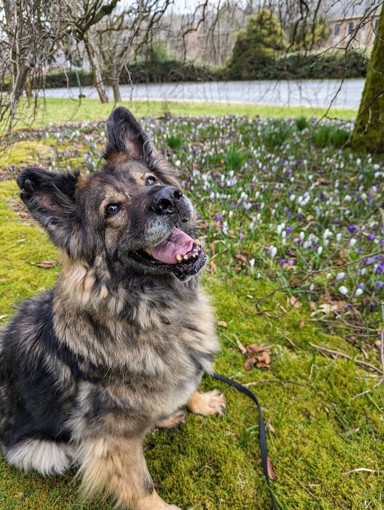 Maddie, an adoptable German Shepherd Dog in Coquitlam, BC, V3C 3T5 | Photo Image 6