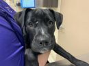 A377734's profile on Petfinder.com