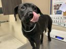 A377735's profile on Petfinder.com