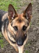 MELBA's profile on Petfinder.com