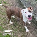 RUBY's profile on Petfinder.com