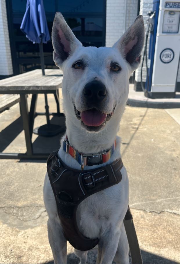 Olive, an adoptable Australian Cattle Dog / Blue Heeler in Mocksville, NC, 27028 | Photo Image 3