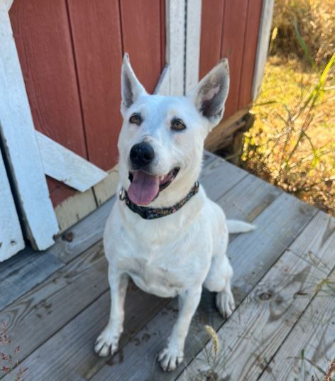 Olive, an adoptable Australian Cattle Dog / Blue Heeler in Mocksville, NC, 27028 | Photo Image 3