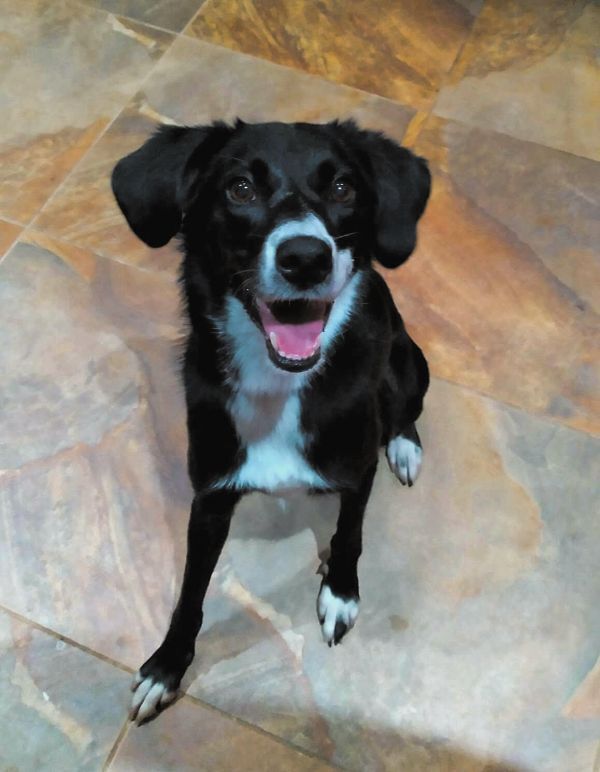 Skye, an adoptable Border Collie in Mocksville, NC, 27028 | Photo Image 1