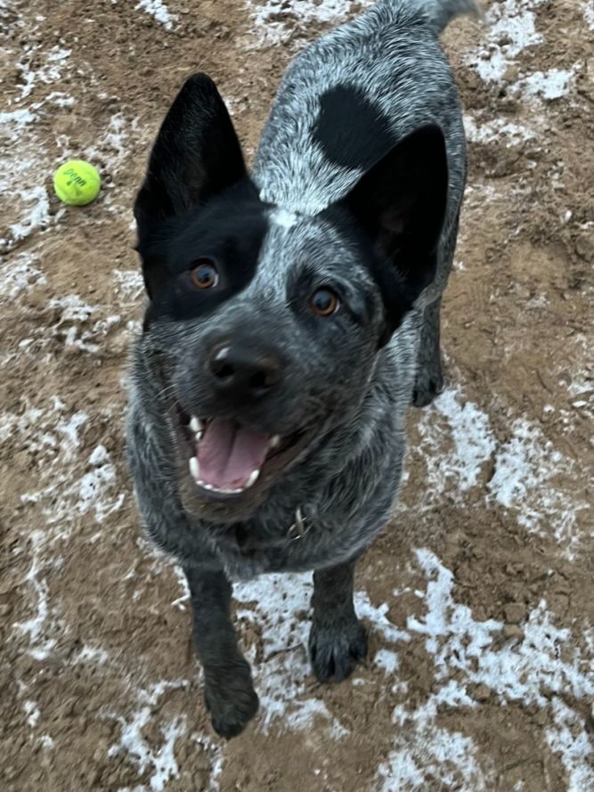 Jango