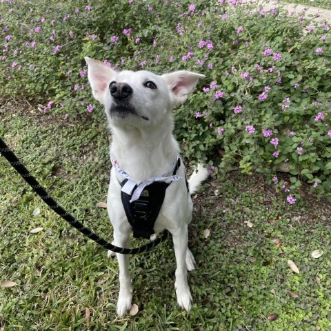 Cassidy DL, an adoptable Whippet, Mixed Breed in Austin, TX, 78701 | Photo Image 3