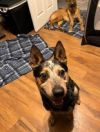 Rex