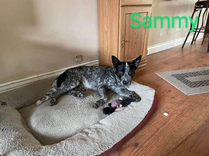 Sammy, an adopted Australian Cattle Dog / Blue Heeler in Wantagh, NY_image-1