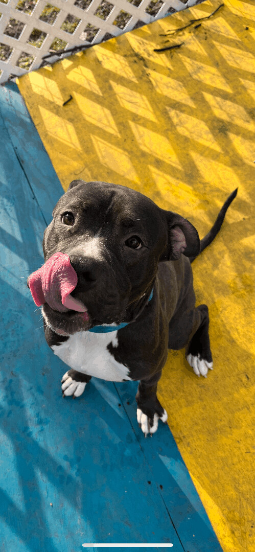 Omaha, an adoptable Pit Bull Terrier Mix in Plainfield, NJ_image-3