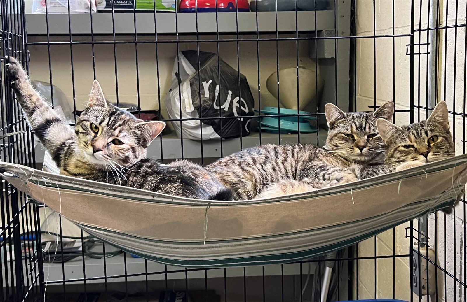 Rose (Golden Girls), an adoptable Tabby, Domestic Short Hair in Apollo, PA, 15613 | Photo Image 1