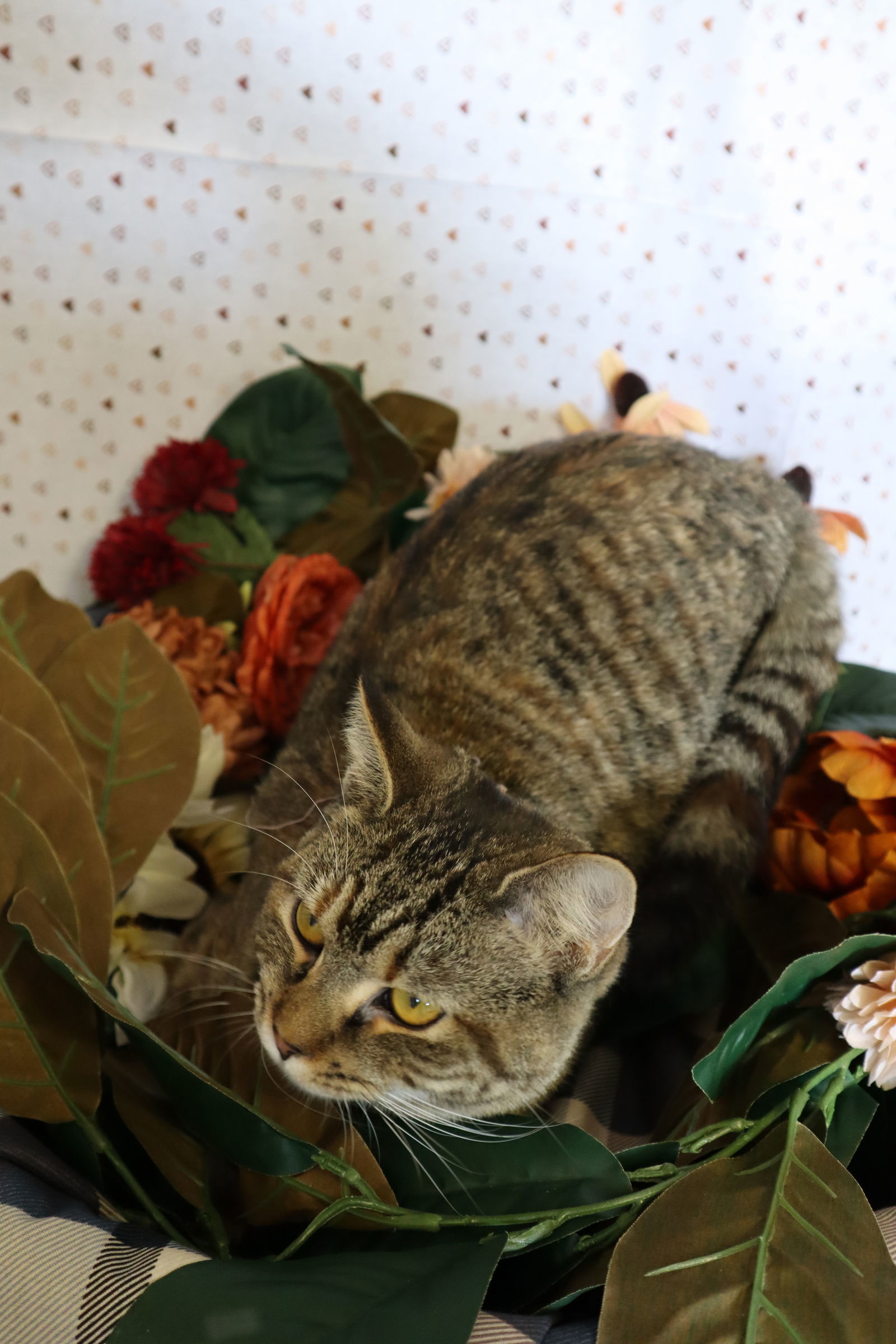 Rose (Golden Girls), an adoptable Tabby, Domestic Short Hair in Apollo, PA, 15613 | Photo Image 2