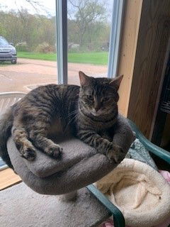 Rose (Golden Girls), an adoptable Tabby, Domestic Short Hair in Apollo, PA, 15613 | Photo Image 3