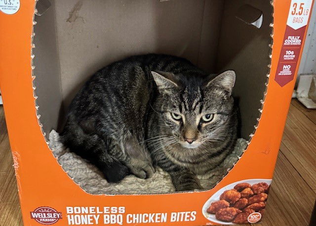 Stanley (Golden Girls), an adoptable Domestic Short Hair, Tabby in Apollo, PA, 15613 | Photo Image 1