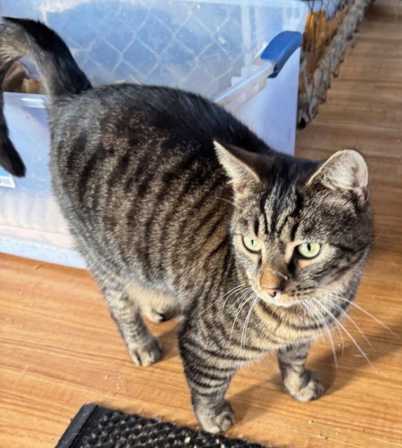 Stanley (Golden Girls), an adoptable Domestic Short Hair, Tabby in Apollo, PA, 15613 | Photo Image 2