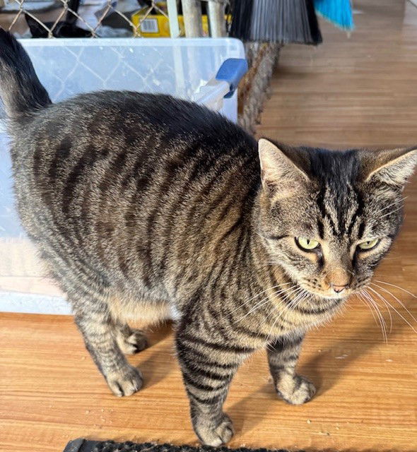 Stanley (Golden Girls), an adoptable Domestic Short Hair, Tabby in Apollo, PA, 15613 | Photo Image 3