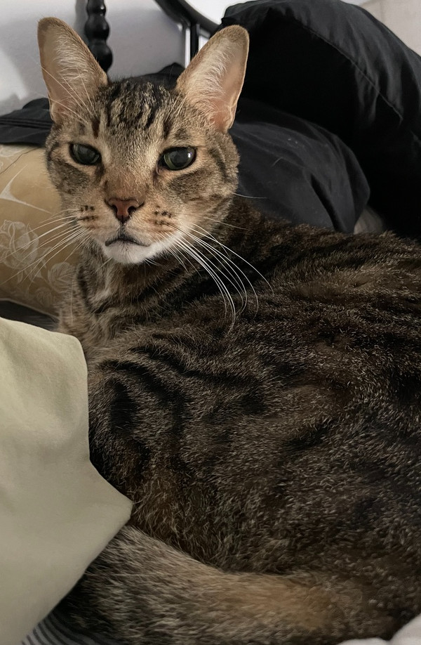 Trucker, an adoptable Tabby, Domestic Short Hair in Saint Augustine, FL, 32084 | Photo Image 1