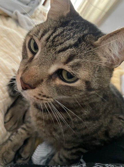 Trucker, an adoptable Tabby, Domestic Short Hair in Saint Augustine, FL, 32084 | Photo Image 2