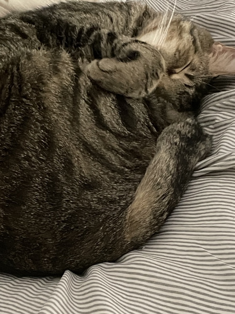 Trucker, an adoptable Tabby, Domestic Short Hair in Saint Augustine, FL, 32084 | Photo Image 4