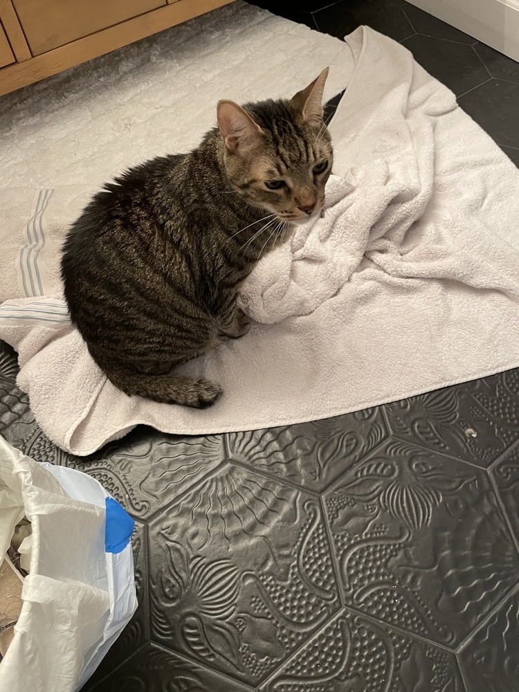 Trucker, an adoptable Tabby, Domestic Short Hair in Saint Augustine, FL, 32084 | Photo Image 5