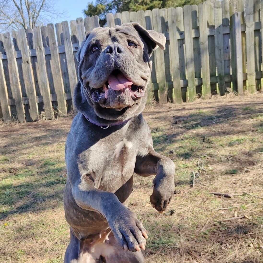 Dog For Adoption - Dawn, A Cane Corso In Norwood, Ga 