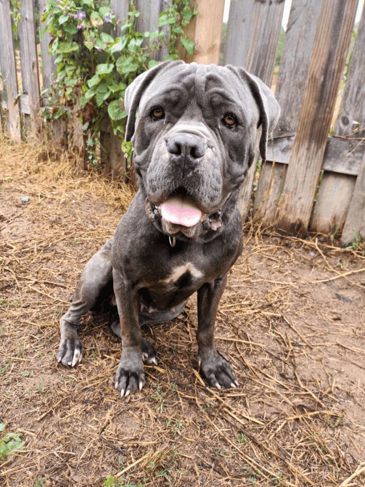 Cane Corso, Rehoming Rescue Dog