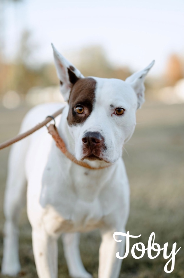 Cattle dog hot sale cross