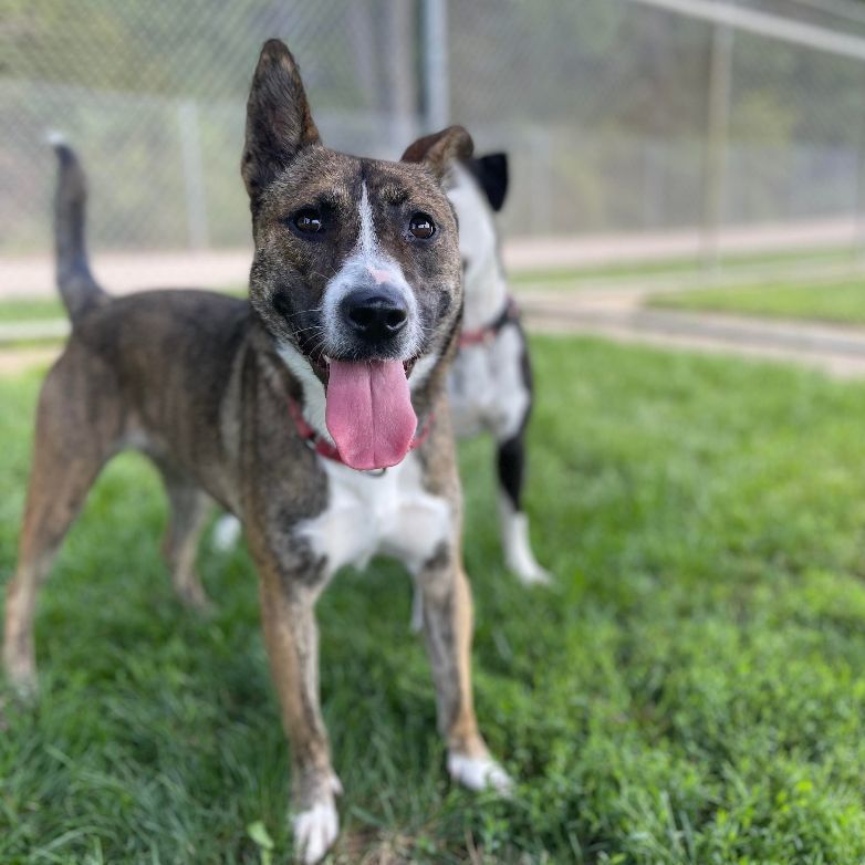 Ivy, an adoptable Australian Cattle Dog / Blue Heeler in Lake Odessa, MI, 48849 | Photo Image 1