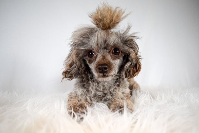 Noel, an adoptable Poodle in Decatur, IL_image-2