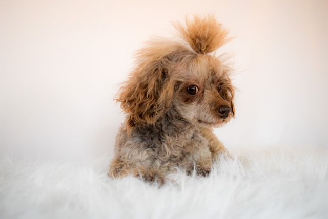 Noel, an adoptable Poodle in Decatur, IL_image-3