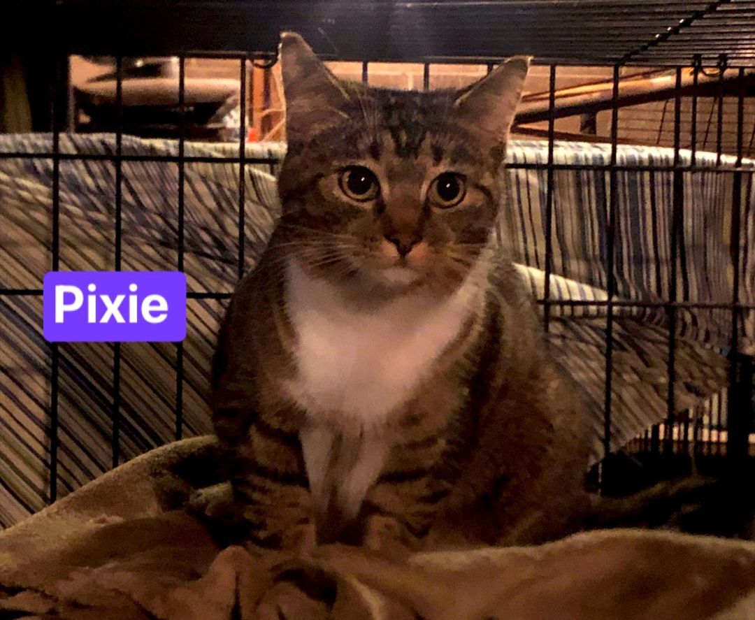 Pixie