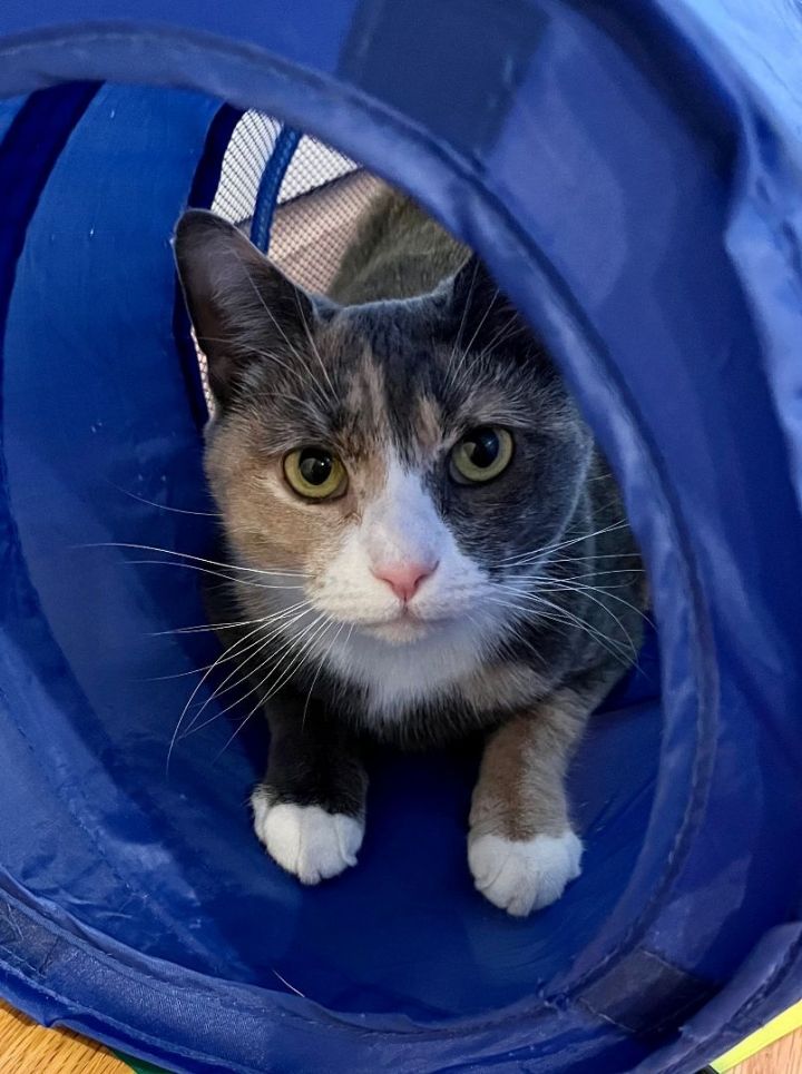 Lady Jessica, an adoptable Calico in Philadelphia, PA_image-1