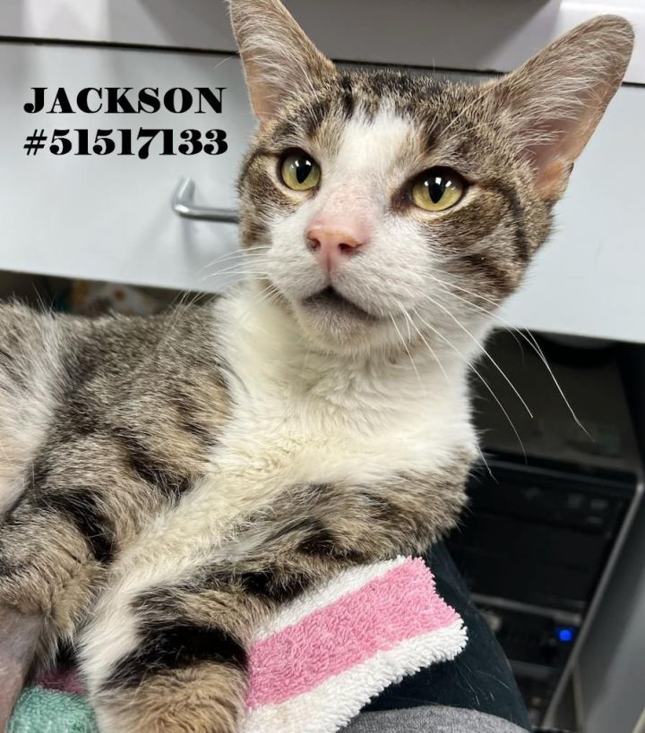 Jackson, an adoptable Tabby in Wilkes Barre, PA_image-1