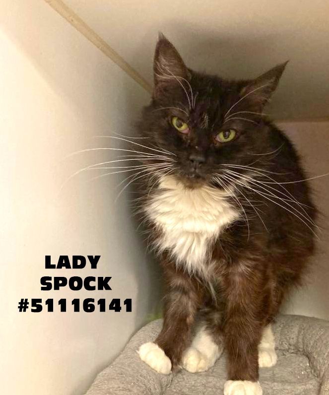 Lady Spock , an adoptable Tuxedo in Wilkes Barre, PA_image-1