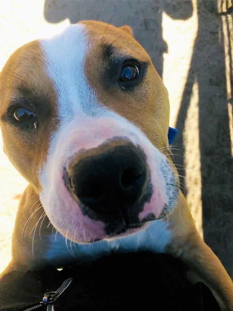 Beau, an adoptable Boxer, Mixed Breed in Ladson, SC, 29456 | Photo Image 1