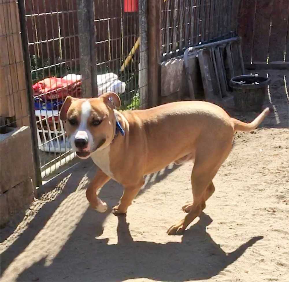 Beau, an adoptable Boxer, Mixed Breed in Ladson, SC, 29456 | Photo Image 2