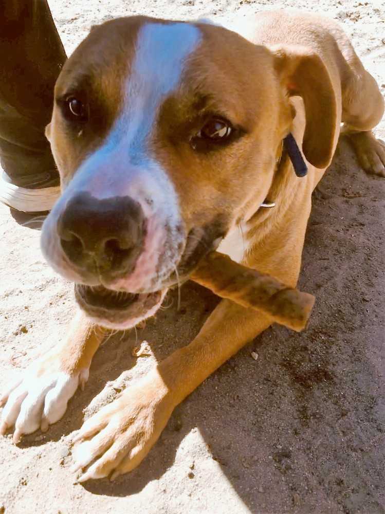 Beau, an adoptable Boxer, Mixed Breed in Ladson, SC, 29456 | Photo Image 3