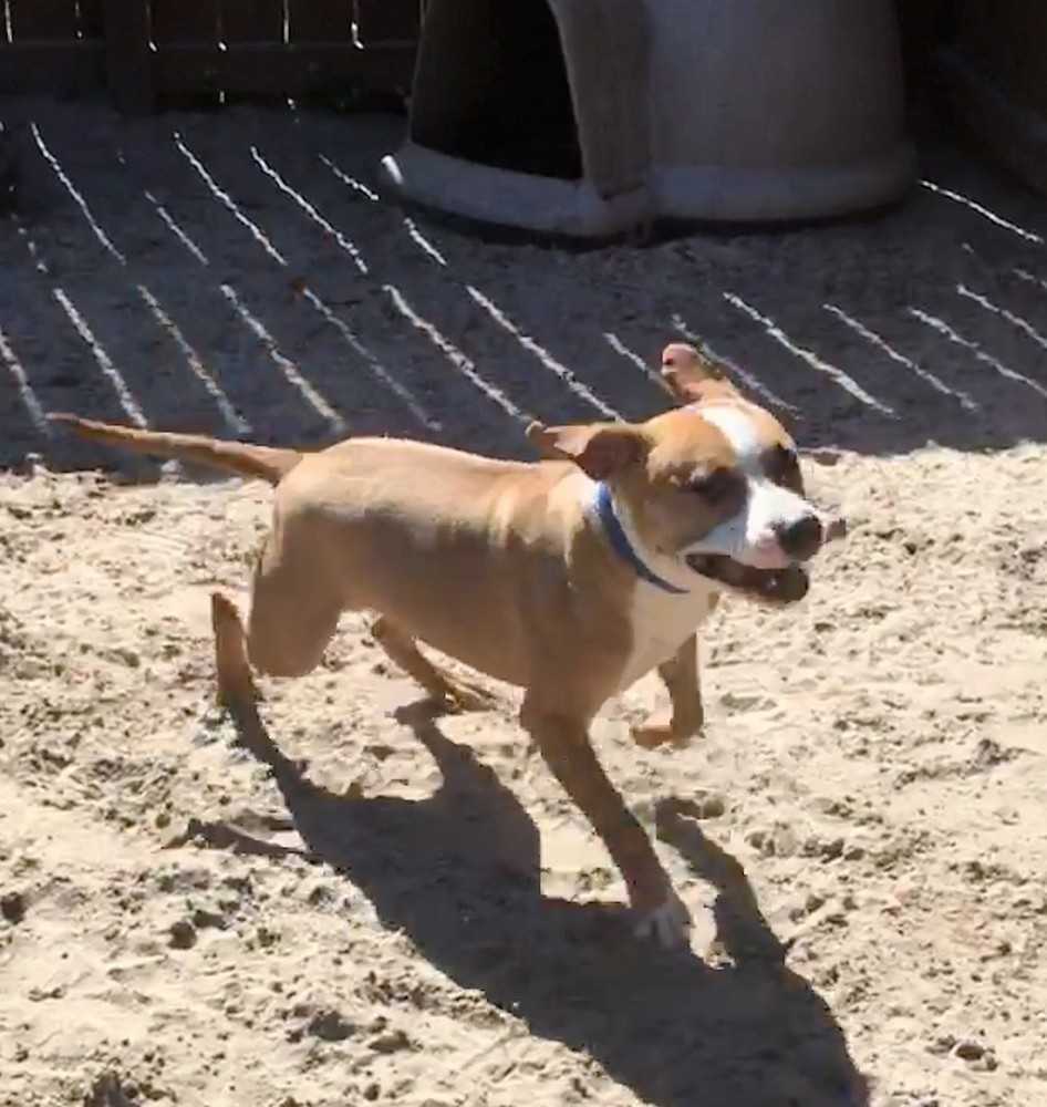 Beau, an adoptable Boxer, Mixed Breed in Ladson, SC, 29456 | Photo Image 4