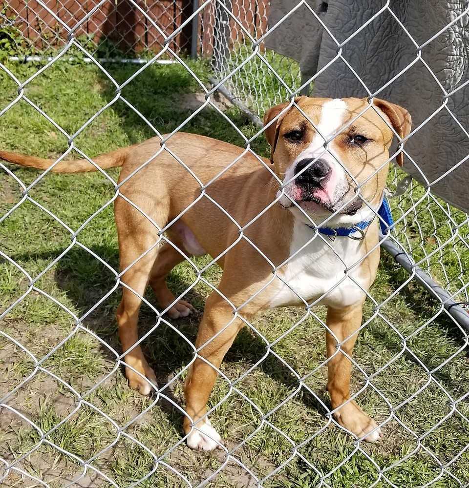 Beau, an adoptable Boxer, Mixed Breed in Ladson, SC, 29456 | Photo Image 5