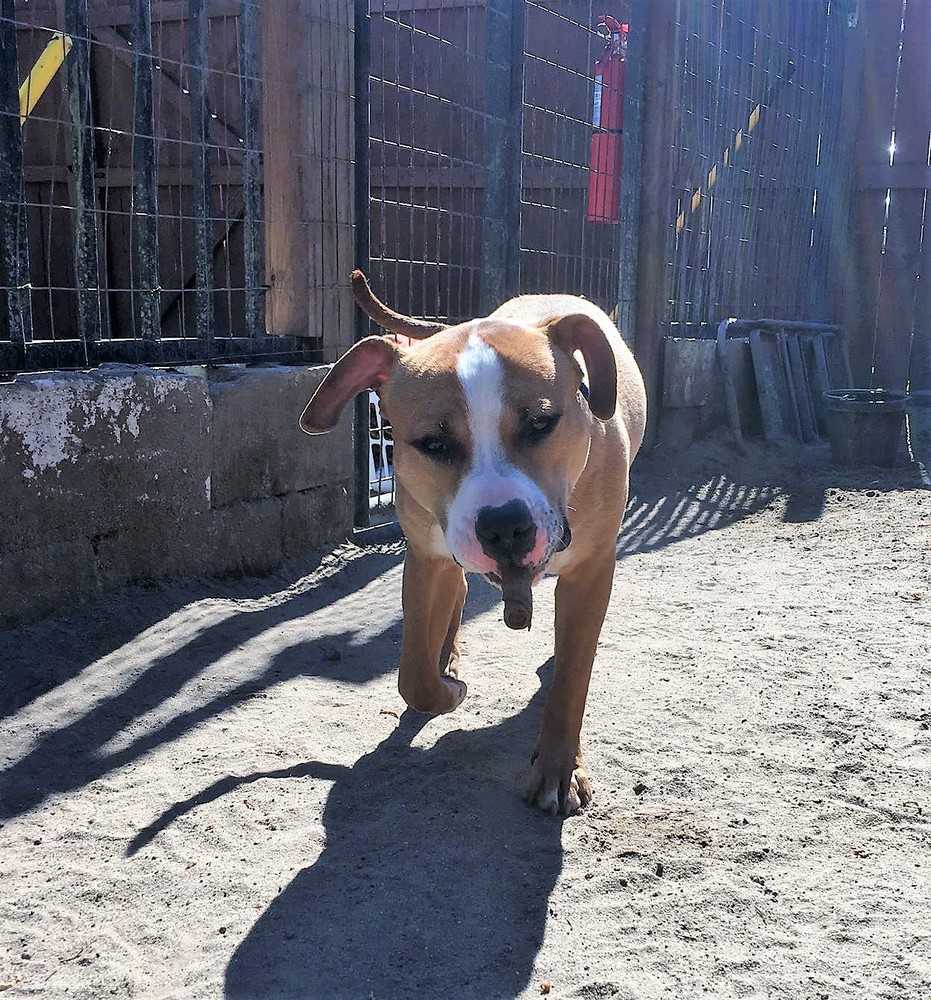 Beau, an adoptable Boxer, Mixed Breed in Ladson, SC, 29456 | Photo Image 6